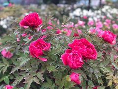 -曹州百花园