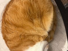 -佑安动物医院·全科·内窥镜中心(幸福巷店)