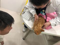 -佳雯宠物医院(四明中路分院)