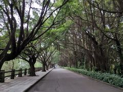 -大湾区中央湿地公园