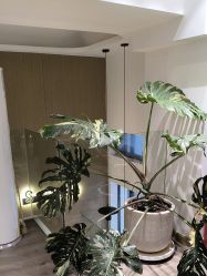 -海菲秀黑钻·SELF SKIN悦己·Tech SPA