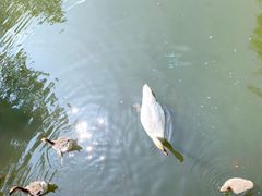 -长白岛森林公园