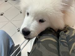 -毛绒耶耶撸宠馆·猫咖·狗咖·荷兰猪咖