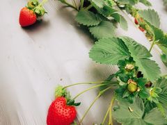 -光明小镇欢乐田园