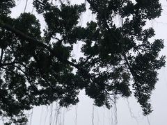 -珠江夜游省总码头