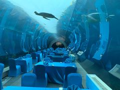 -海棠湾洲际-涛·海底餐厅·美人鱼·自助餐·海底隧道