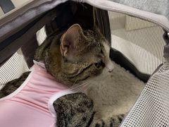 -中农国际动物医院24小时·猫科·骨科·急重症中心