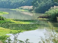 -南宁良凤江国家森林公园