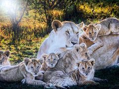 -罗红摄影艺术馆