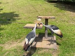 -吉隆坡雀鸟公园
