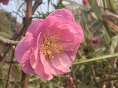 -张坝桂圆林公园