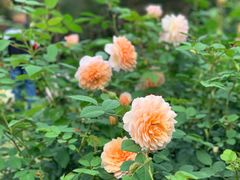 -人民公园(罗湖区)