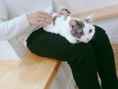 -李小姐の猫咖啡馆(五角场店)