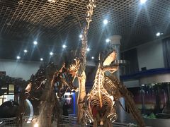 -国家自然博物馆