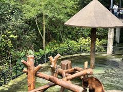 -深圳野生动物园