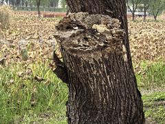 -洪湖生态旅游区