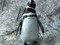 -上海野生动物园