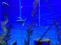 -上海海洋水族馆