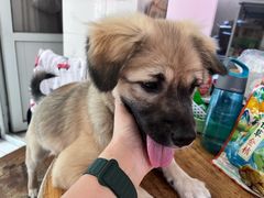 -乖乖宠物医院·猫科·骨科·24小时(云岗分院)