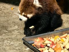 -青藏高原野生动物园