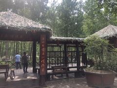 -合肥滨湖国家森林公园