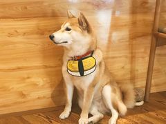 -柴务处·柴犬主题狗咖