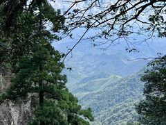 -天目山大树王景区