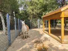 -长白岛森林公园