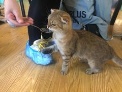 -萌喵咖啡屋(人民东路4号口M16商铺店)