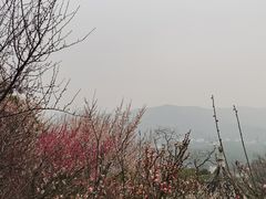 -香雪海
