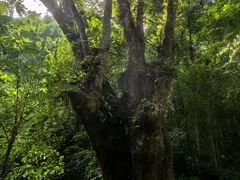 -莫里热带雨林景区