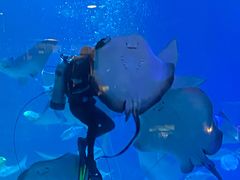 -烟台海昌鲸鲨海洋公园