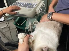 -伟伟宠物医院·瑞派猫友好医院·猫科(光谷店)