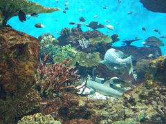 -鹿儿岛水族馆