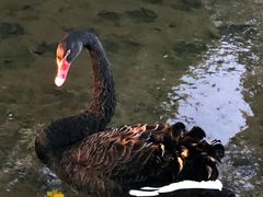 -福建鲤鱼洲酒店