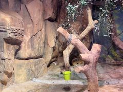-正佳雨林生态植物园