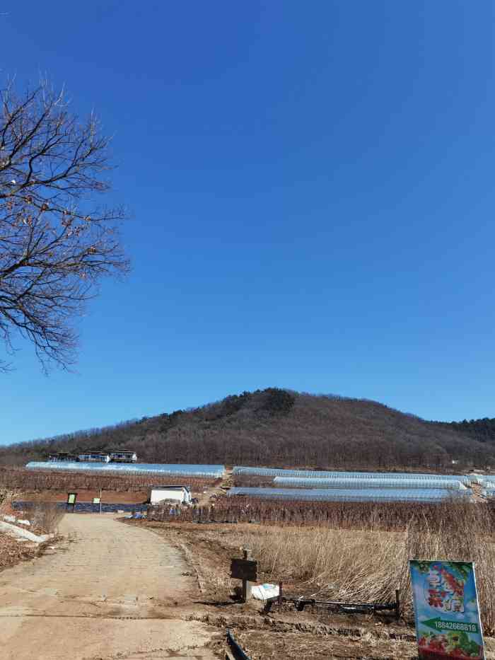 金石滩蓝莓谷庄园