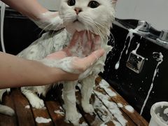 -袖虎·猫馆(体育西路店)