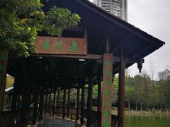 -金花茶公园