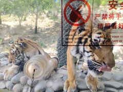 -栾川竹海野生动物园