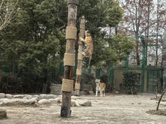 -上海野生动物园老虎餐厅