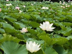 -莲花池公园