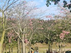 -风云岭森林公园