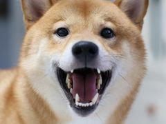 -宠颐生中康贝怡动物医院