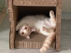 -飞行喵MR PILOT|猫舍·猫咖(静安大融城店)