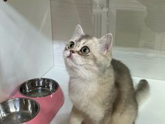 -青奢宠物·青奢猫舍