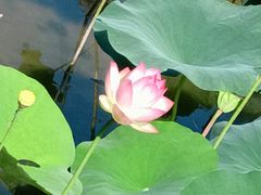 -贵州省植物园
