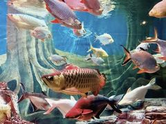 -上海海洋水族馆