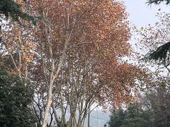 -丁老爷子苏香圆