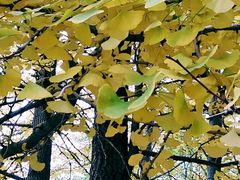 -辽宁大学(崇山校区)